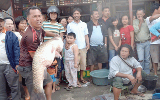  Ihan  Batak  Seberat 23 Kg Ditemukan Nelayan di Danau Toba 